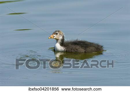 Eurasian Coot (Fulica atra), young bird swimming, Thuringia, Germany, Europe View Large Photo Image Stock Photograph - Eurasian Coot (Fulica atra), young bird swimming, Thuringia, Germany, Europe. Fotosearch