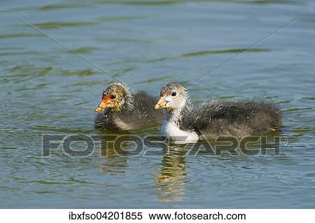 Eurasian Coot (Fulica atra), young birds swimming, Thuringia, Germany, Europe View Large Photo Image Stock Photography - Eurasian Coot (Fulica atra), young birds swimming, Thuringia, Germany, Europe. Fotosearch