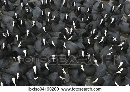 Eurasian Coots (Fulica atra) at a feeding site, Thuringia, Germany, Europe View Large Photo Image Stock Image - Eurasian Coots (Fulica atra) at a feeding site, Thuringia, Germany, Europe. Fotosearch