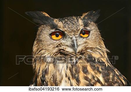 Eurasian Eagle-owl (Bubo bubo), captive, Thuringia, Germany, Europe View Large Photo Image Stock Photograph - Eurasian Eagle-owl (Bubo bubo), captive, Thuringia, Germany, Europe. Fotosearch