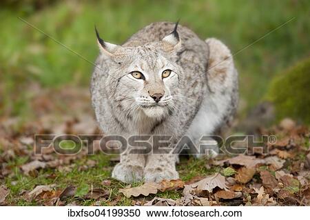 Eurasian Lynx (Lynx lynx), captive, Bavaria, Germany, Europe View Large Photo Image Stock Image - Eurasian Lynx (Lynx lynx), captive, Bavaria, Germany, Europe. Fotosearch