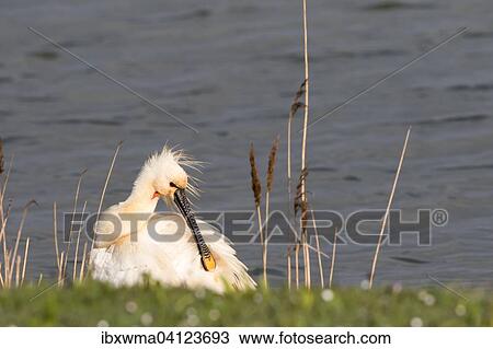 Eurasian Spoonbill (Platalea leucorodia), preening, Texel, Netherlands View Large Photo Image Stock Image - Eurasian Spoonbill (Platalea leucorodia), preening, Texel, Netherlands. Fotosearch
