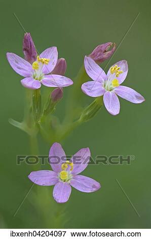 European centaury (Centaurium erythraea), Emsland, Lower Saxony, Germany, Europe View Large Photo Image Stock Photo - European centaury (Centaurium erythraea), Emsland, Lower Saxony, Germany, Europe. Fotosearch