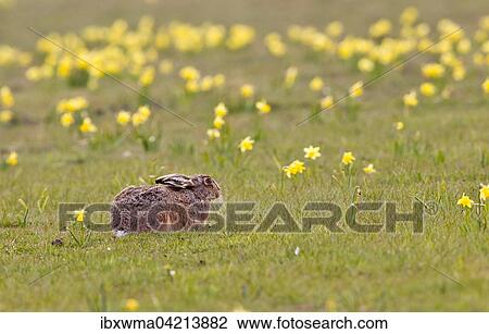European hare (Lepus europaeus) resting in a meadow with jonquils, Germany, Europe View Large Photo Image Stock Image - European hare (Lepus europaeus) resting in a meadow with jonquils, Germany, Europe. Fotosearch