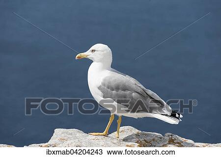Stock Image - European herring gull (Larus argentatus) on a chalk cliff, Corsica, France, Europe. Fotosearch