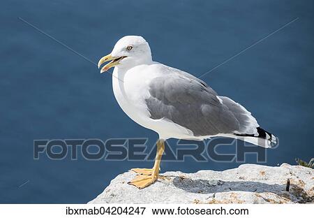 Stock Photo - European herring gull (Larus argentatus) on a chalk cliff, Corsica, France, Europe. Fotosearch