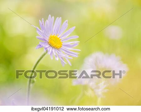 Stock Image - European Michaelmas Daisy (Aster amellus) in an Alpine meadow, Schneealpe, Styria, Austria, Europe. Fotosearch