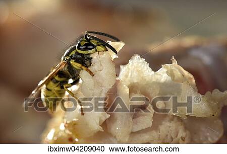 European wasp (Vespula germanica), sitting and feeding on fried bacon, Germany, Europe View Large Photo Image Stock Image - European wasp (Vespula germanica), sitting and feeding on fried bacon, Germany, Europe. Fotosearch