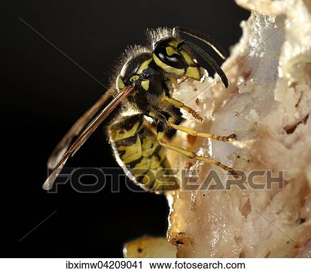 Stock Image - European wasp (Vespula germanica), sitting and feeding on fried bacon, Germany, Europe. Fotosearch