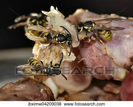 Stock Photo - European wasp (Vespula germanica), sitting and feeding on fried bacon, Germany, Europe. Fotosearch