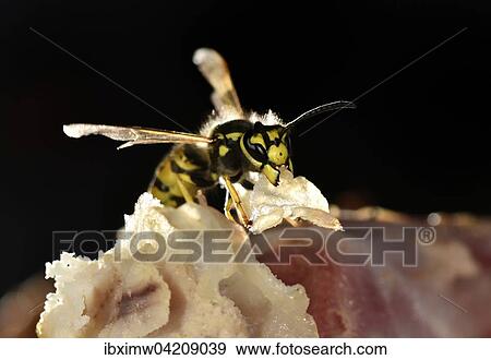 European wasp (Vespula germanica), sitting and feeding on fried bacon, Germany, Europe View Large Photo Image Stock Photo - European wasp (Vespula germanica), sitting and feeding on fried bacon, Germany, Europe. Fotosearch