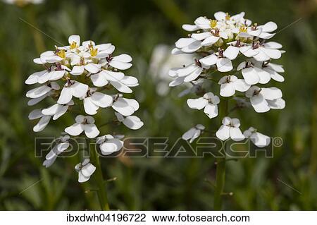 Evergreen candytuft (Iberis sempervirens), prevalent in Mediterranean area View Large Photo Image Stock Image - Evergreen candytuft (Iberis sempervirens), prevalent in Mediterranean area. Fotosearch