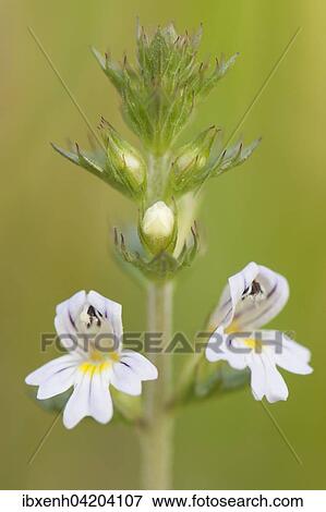 Eyebright (Euphrasia officinalis), Emsland, Lower Saxony, Germany, Europe View Large Photo Image Stock Photo - Eyebright (Euphrasia officinalis), Emsland, Lower Saxony, Germany, Europe. Fotosearch