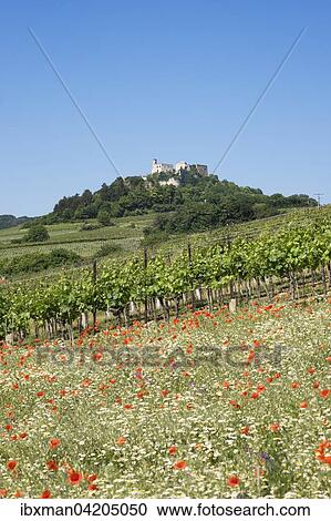 Falkenstein Castle, Weinviertel, Lower Austria, Austria, Europe View Large Photo Image Stock Image - Falkenstein Castle, Weinviertel, Lower Austria, Austria, Europe. Fotosearch
