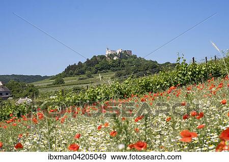 Falkenstein Castle, Weinviertel, Lower Austria, Austria, Europe View Large Photo Image Stock Photo - Falkenstein Castle, Weinviertel, Lower Austria, Austria, Europe. Fotosearch