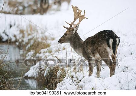 Fallow Deer (Dama dama) standing in the snow, feeding on grass, captive, Bavaria, Germany, Europe View Large Photo Image Stock Image - Fallow Deer (Dama dama) standing in the snow, feeding on grass, captive, Bavaria, Germany, Europe. Fotosearch