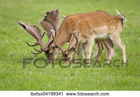 Fallow Deer (Dama dama) with velvet antlers, grazing in a meadow, captive, Bavaria, Germany, Europe View Large Photo Image Stock Image - Fallow Deer (Dama dama) with velvet antlers, grazing in a meadow, captive, Bavaria, Germany, Europe. Fotosearch