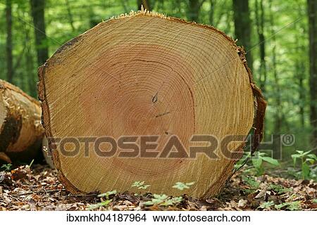 Felled tree, Douglas fir, Oregon pine or Douglas spruce (Pseudotsuga menziesii), Hesse, Germany, Europe View Large Photo Image Picture - Felled tree, Douglas fir, Oregon pine or Douglas spruce (Pseudotsuga menziesii), Hesse, Germany, Europe. Fotosearch