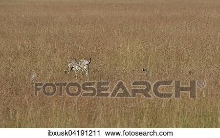 Female Cheetah (Acinonyx jubatus) roaming the grasslands with cubs, Maasai Mara National Reserve, Narok County, Kenya, Africa View Large Photo Image Stock Image - Female Cheetah (Acinonyx jubatus) roaming the grasslands with cubs, Maasai Mara National Reserve, Narok County, Kenya, Africa. Fotosearch