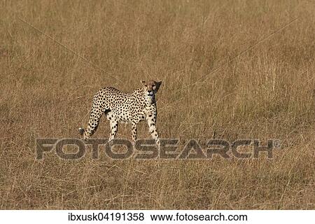 Stock Photo - Female Cheetah (Acinonyx jubatus) roaming the grasslands, Maasai Mara National Reserve, Narok County, Kenya, Africa. Fotosearch