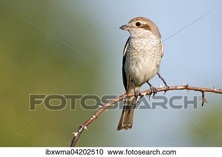 Female red-backed shrike (Lanius collurio) sitting on a tree branch, Hesse, Germany, Europe View Large Photo Image Stock Image - Female red-backed shrike (Lanius collurio) sitting on a tree branch, Hesse, Germany, Europe. Fotosearch