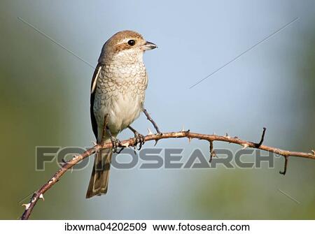 Female red-backed shrike (Lanius collurio) sitting on a tree branch, Hesse, Germany, Europe View Large Photo Image Stock Photo - Female red-backed shrike (Lanius collurio) sitting on a tree branch, Hesse, Germany, Europe. Fotosearch