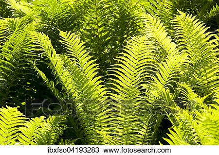 Stock Image - Fern fronds, backlit, Thuringia, Germany, Europe. Fotosearch