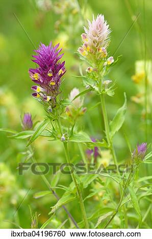 Field Cow-wheat (Melampyrum arvense), with a colour variant, inflorescence, Baden-Wurttemberg, Germany, Europe View Large Photo Image Stock Image - Field Cow-wheat (Melampyrum arvense), with a colour variant, inflorescence, Baden-Wurttemberg, Germany, Europe. Fotosearch