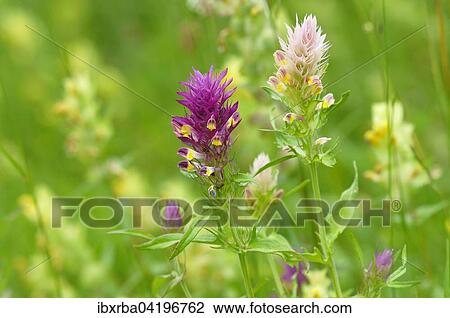 Stock Image - Field Cow-wheat (Melampyrum arvense), with a color variant, inflorescence, Baden-Wurttemberg, Germany, Europe. Fotosearch