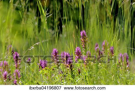 Stock Photo - Field Cow-wheat (Melampyrum arvense), inflorescence, Baden-Wurttemberg, Germany, Europe. Fotosearch