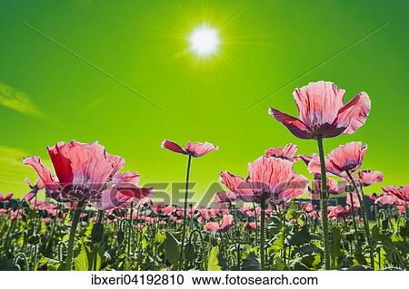 Field with flowering Opium Poppy (Papaver somniferum), Lower Austria, Austria, Europe View Large Photo Image Stock Image - Field with flowering Opium Poppy (Papaver somniferum), Lower Austria, Austria, Europe. Fotosearch