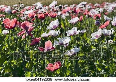 Field with flowering Opium Poppy (Papaver somniferum), Lower Austria, Austria, Europe View Large Photo Image Stock Photo - Field with flowering Opium Poppy (Papaver somniferum), Lower Austria, Austria, Europe. Fotosearch