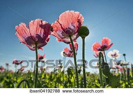 Field with flowering Opium Poppy (Papaver somniferum), Lower Austria, Austria, Europe View Large Photo Image Stock Photo - Field with flowering Opium Poppy (Papaver somniferum), Lower Austria, Austria, Europe. Fotosearch