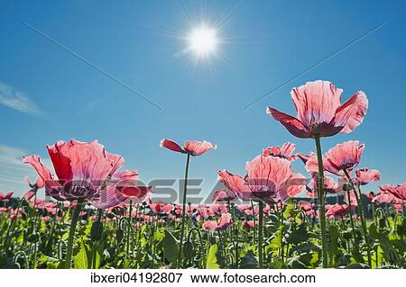 Stock Photo - Field with flowering Opium Poppy (Papaver somniferum), Lower Austria, Austria, Europe. Fotosearch