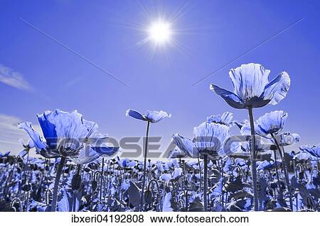 Field with flowering Opium Poppy (Papaver somniferum), Lower Austria, Austria, Europe View Large Photo Image Stock Photo - Field with flowering Opium Poppy (Papaver somniferum), Lower Austria, Austria, Europe. Fotosearch