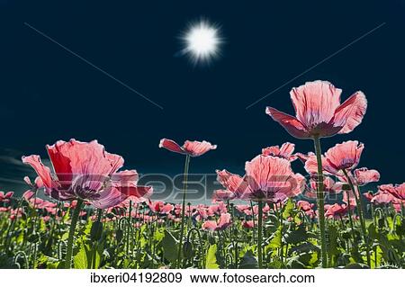 Stock Photo - Field with flowering Opium Poppy (Papaver somniferum), Lower Austria, Austria, Europe. Fotosearch