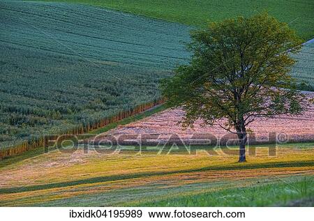 Stock Photo - Fields in contrasting colours with a tree, Canton of Aargau, Switzerland, Europe. Fotosearch