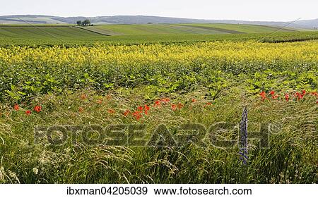 Fields in Harmannsdorf, Weinviertel, Lower Austria, Austria, Europe View Large Photo Image Stock Photo - Fields in Harmannsdorf, Weinviertel, Lower Austria, Austria, Europe. Fotosearch