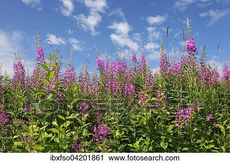Stock Image - Fireweed (Epilobium angustifolium, Chamerion angustifolium), flowering, Thuringia, Germany, Europe. Fotosearch