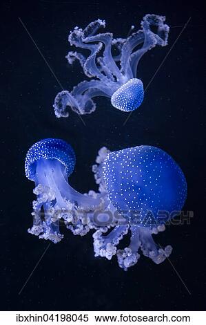 Stock Photography - Floating bell (Phyllorhiza punctata) jellyfish, captive. Fotosearch