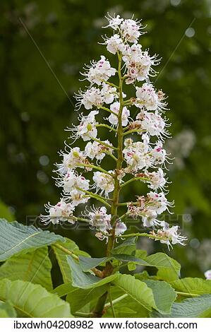 Flower, horse chestnut, (Aesculus hippocastanum), Germany, Europe View Large Photo Image Stock Image - Flower, horse chestnut, (Aesculus hippocastanum), Germany, Europe. Fotosearch