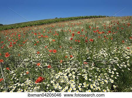Flower meadow with poppies (Papaver rhoeas) and daisies (Leucanthemum), Falkenstein, Weinviertel, Lower Austria, Austria, Europe View Large Photo Image Stock Photograph - Flower meadow with poppies (Papaver rhoeas) and daisies (Leucanthemum), Falkenstein, Weinviertel, Lower Austria, Austria, Europe. Fotosearch