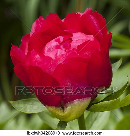 Stock Image - Flower, peony, (Paeonia), North Rhine-Westphalia, Germany, Europe. Fotosearch