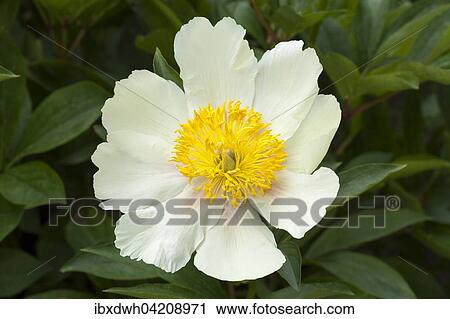 Stock Image - Flower, peony, (Paeonia), North Rhine-Westphalia, Germany, Europe. Fotosearch