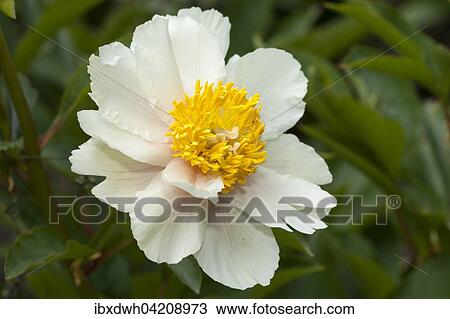 Flower, peony, (Paeonia), North Rhine-Westphalia, Germany, Europe View Large Photo Image Stock Image - Flower, peony, (Paeonia), North Rhine-Westphalia, Germany, Europe. Fotosearch