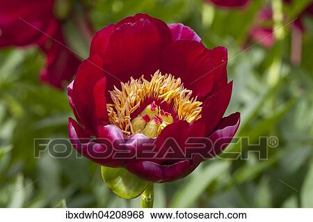 Flower, peony, (Paeonia), North Rhine-Westphalia, Germany, Europe View Large Photo Image Stock Photo - Flower, peony, (Paeonia), North Rhine-Westphalia, Germany, Europe. Fotosearch