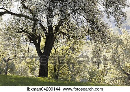 Flowering pear trees, Neuhofen an der Ybbs, Mostviertel, Lower Austria, Austria, Europe View Large Photo Image Picture - Flowering pear trees, Neuhofen an der Ybbs, Mostviertel, Lower Austria, Austria, Europe. Fotosearch