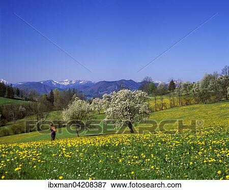 Flowering pear trees with views of the Lower Austrian Alps, at Leonhard am Walde, Mostviertel, Lower Austria, Austria, Europe View Large Photo Image Stock Photo - Flowering pear trees with views of the Lower Austrian Alps, at Leonhard am Walde, Mostviertel, Lower Austria, Austria, Europe. Fotosearch