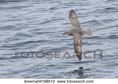 Flying Northern Fulmar (Fulmaris glacialis), Spitsbergen, Norway, Europe View Large Photo Image Stock Image - Flying Northern Fulmar (Fulmaris glacialis), Spitsbergen, Norway, Europe. Fotosearch