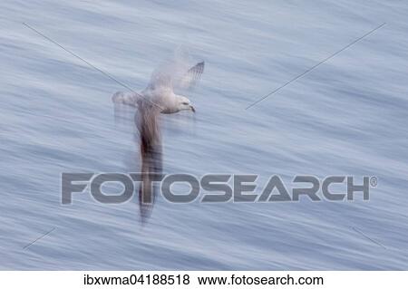 Flying Northern Fulmar (Fulmaris glacialis), Spitsbergen, Norway, Europe View Large Photo Image Stock Photo - Flying Northern Fulmar (Fulmaris glacialis), Spitsbergen, Norway, Europe. Fotosearch